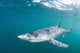 Sleek Blue Shark Swimming Wall Decal Design 3