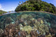 Healthy Coral Reef Grows Wall Decal Design 6