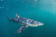 Sleek Blue Shark Swimming Wall Decal Design 2