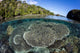 Healthy Coral Reef Grows Wall Decal Design 3