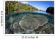 Healthy Coral Reef Grows Wall Decal Design 3