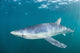 Sleek Blue Shark Swimming Wall Decal Design 1