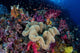 Colorful and Healthy Coral Wall Decal Design 2