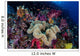 Colorful and Healthy Coral Wall Decal Design 2