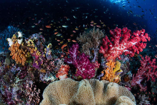 Colorful and Healthy Coral Wall Decal Design 1