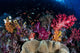 Colorful and Healthy Coral Wall Decal Design 1