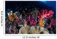 Colorful and Healthy Coral Wall Decal Design 1