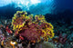 Beautiful Gorgonian Grows Reef Wall Decal