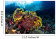 Beautiful Gorgonian Grows Reef Wall Decal
