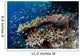 Reef Fish Swim above Wall Decal