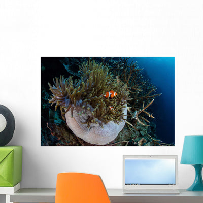 False Clownfish Amphiprion Ocellaris Wall Decal shown on a wall