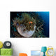 False Clownfish Amphiprion Ocellaris Wall Decal