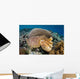 Broadclub Cuttlefish Uses Camouflage Wall Decal