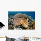 Broadclub Cuttlefish Uses Camouflage Wall Decal
