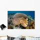 Broadclub Cuttlefish Uses Camouflage Wall Decal
