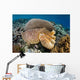 Broadclub Cuttlefish Uses Camouflage Wall Decal