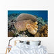 Broadclub Cuttlefish Uses Camouflage Wall Decal