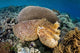 Broadclub Cuttlefish Uses Camouflage Wall Decal