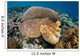 Broadclub Cuttlefish Uses Camouflage Wall Decal