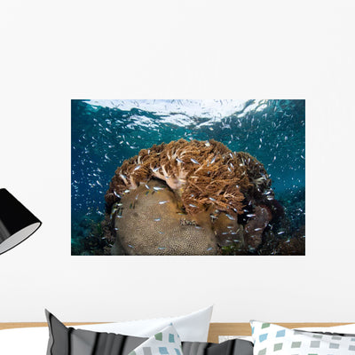 Beautiful and Healthy Coral Wall Decal Design 1 shown on a wall