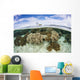 Variety Corals Grow Shallow Wall Decal Design 4