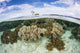 Variety Corals Grow Shallow Wall Decal Design 4