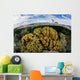 Variety Corals Grow Shallow Wall Decal Design 3
