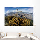 Colony Fire Corals Grows Wall Decal