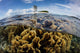 Colony Fire Corals Grows Wall Decal
