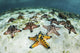 Chocolate Chip Starfish Cling Landscape Wall Decal