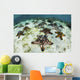 Chocolate Chip Starfish Cling Close-up Wall Decal