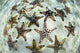 Chocolate Chip Starfish Cling Fish Eye Wall Decal