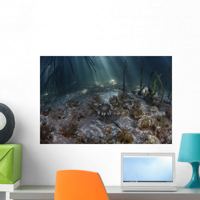 Upside-down Jellyfish Lay Seafloor Wide Shot Wall Decal shown on a wall