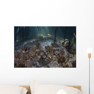 Upside-down Jellyfish Lay Seafloor Sunbeams Wall Decal shown on a wall