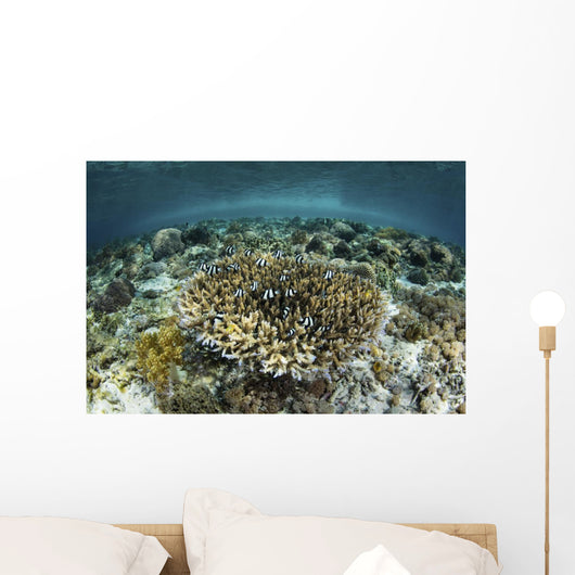 Whitetail Damselfish Swim over Wall Decal