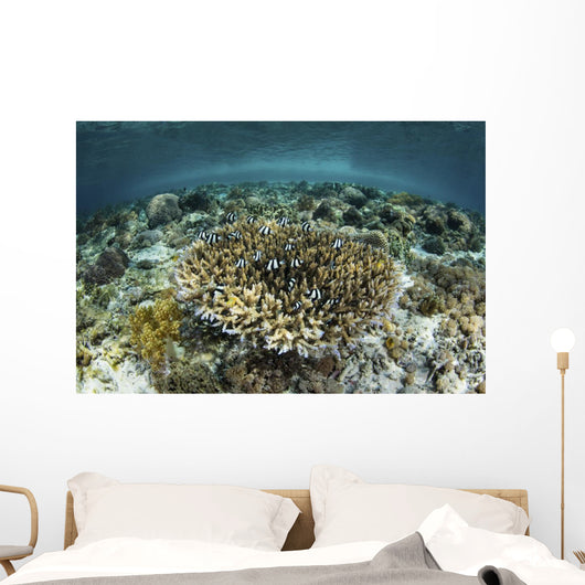 Whitetail Damselfish Swim over Wall Decal