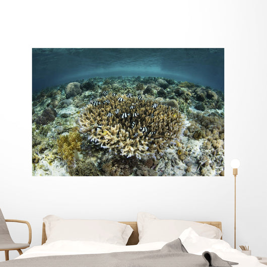 Whitetail Damselfish Swim over Wall Decal