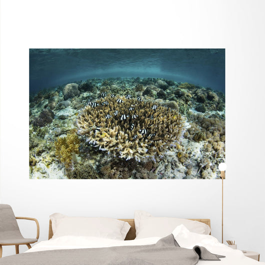 Whitetail Damselfish Swim over Wall Decal