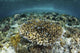 Whitetail Damselfish Swim over Wall Decal