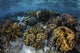 Beautiful Reef Full Soft Close-up Wall Decal
