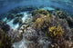 Beautiful Reef Full Soft Wall Decal