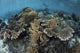 Beautiful and Fragile Coral with Diver Wall Decal