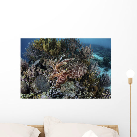 Broadclub Cuttlefish Hovers Swimming Wall Decal
