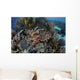 Broadclub Cuttlefish Hovers Swimming Wall Decal