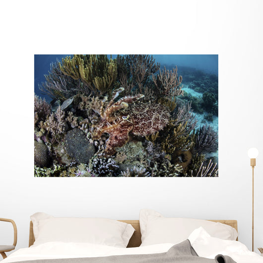 Broadclub Cuttlefish Hovers Swimming Wall Decal