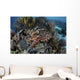 Broadclub Cuttlefish Hovers Swimming Wall Decal