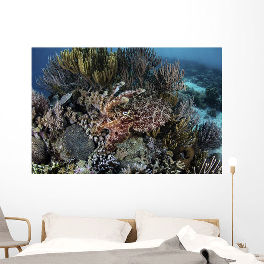 Broadclub Cuttlefish Hovers Swimming Wall Decal
