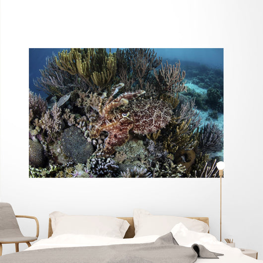 Broadclub Cuttlefish Hovers Swimming Wall Decal