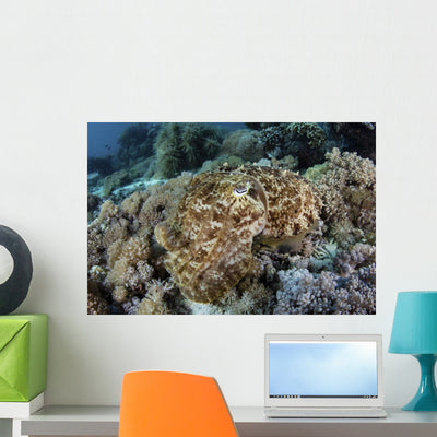 Broadclub Cuttlefish Hovers Resting Wall Decal shown on a wall
