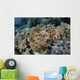 Broadclub Cuttlefish Hovers Resting Wall Decal